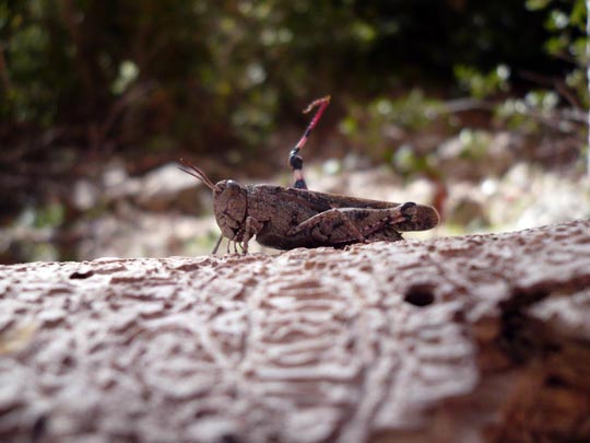  ARACELI SEGARRA _ levanto mi patita y... ¡alehop! 