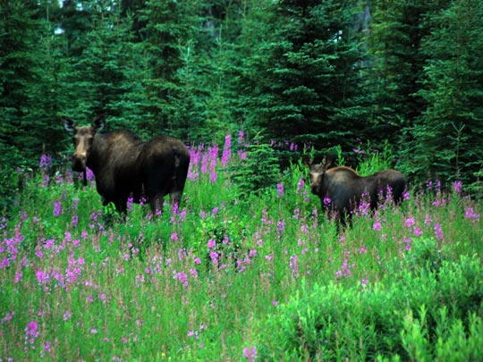  ARACELI SEGARRA _ mami 
