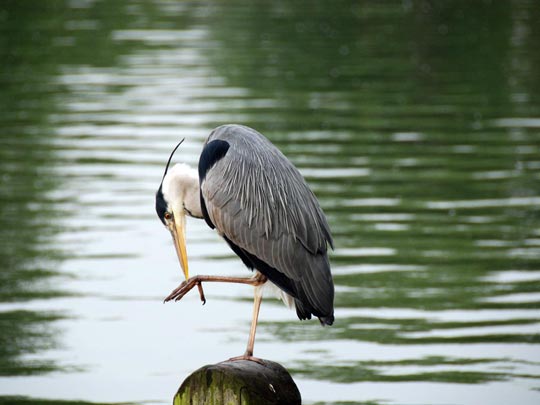  ARACELI SEGARRA _ manicure 