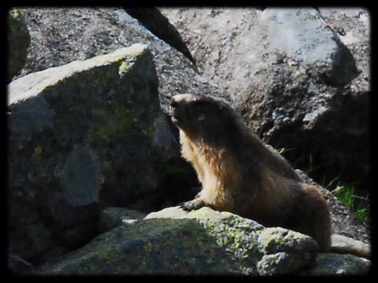  ARACELI SEGARRA _ marmota despierta 