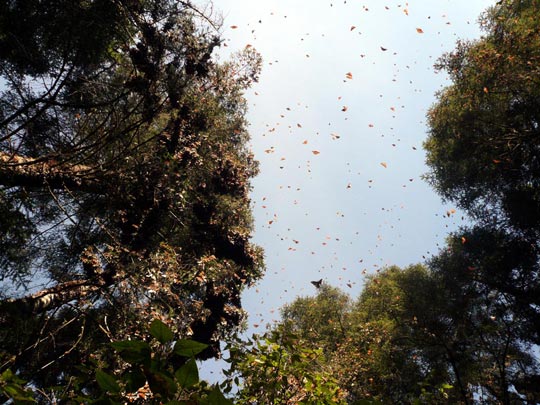  ARACELI SEGARRA _ millones de mariposas monarca 
