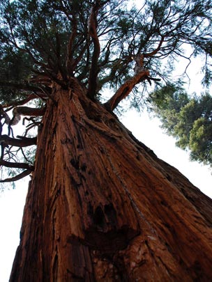  ARACELI SEGARRA _ mira arriba 