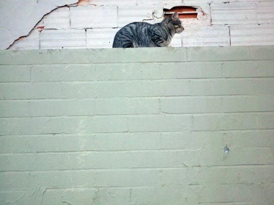  ARACELI SEGARRA _ mister gatón 