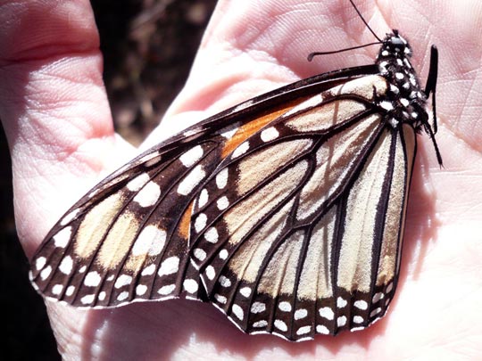  ARACELI SEGARRA _ monarca en la mano 
