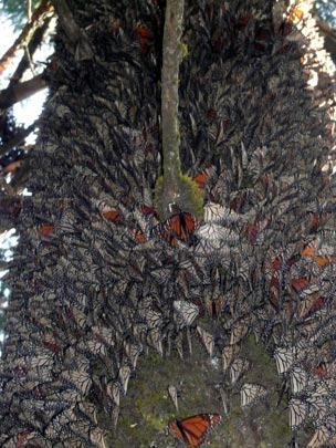  ARACELI SEGARRA _ monarca en los árboles 