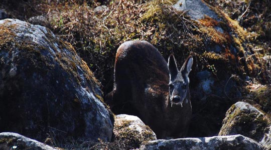  ARACELI SEGARRA _ musk dear 