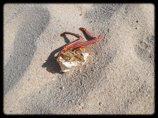  ARACELI SEGARRA _ ñam 