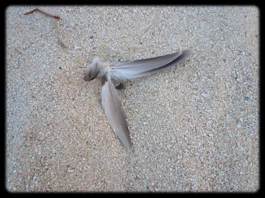  ARACELI SEGARRA _ ñam ñam 