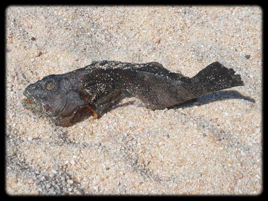  ARACELI SEGARRA _ ñam ñam ñam 