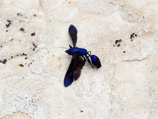  ARACELI SEGARRA _ naturaleza metálica 