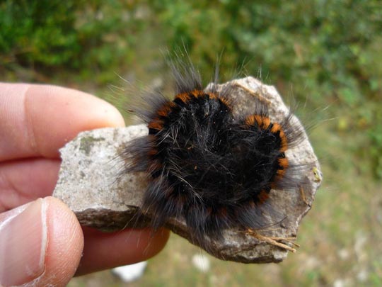  ARACELI SEGARRA _ oruga corazón 