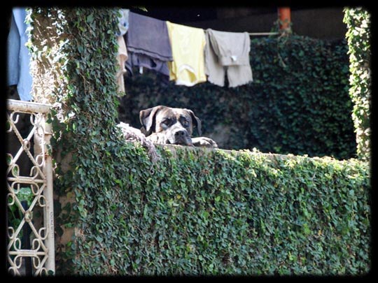  ARACELI SEGARRA _ perrito muerde 