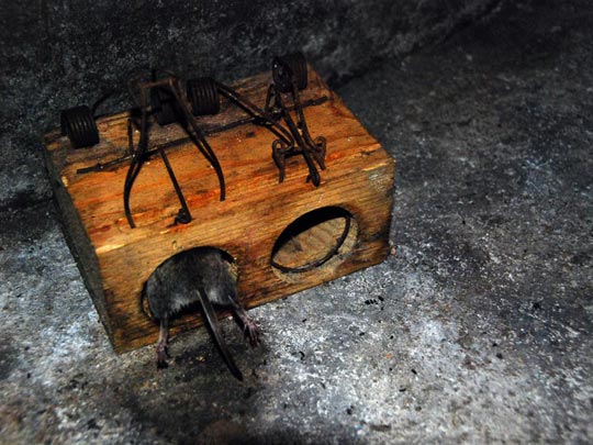  ARACELI SEGARRA _ por la boca muere el ratón 