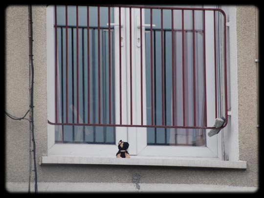  ARACELI SEGARRA _ ¡pues vaya vigilante! 