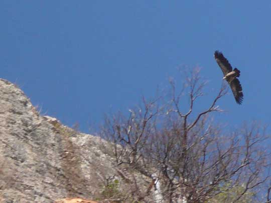  ARACELI SEGARRA _ quiero volar 