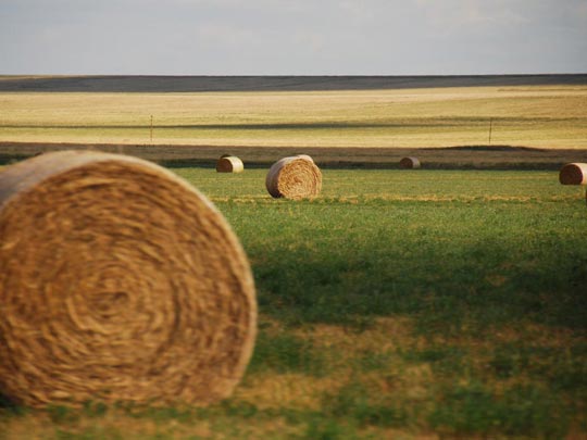  ARACELI SEGARRA _ roll 