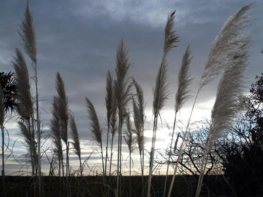  ARACELI SEGARRA _ se te ve el plumero 