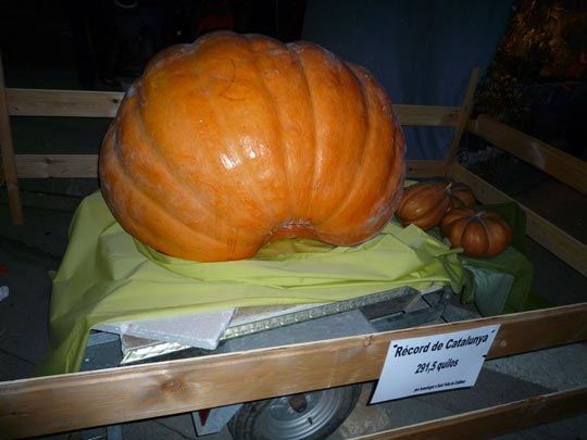  ARACELI SEGARRA _ si esto es la calabaza, ¿cómo será cenicienta? 