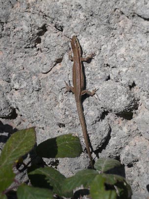  ARACELI SEGARRA _ sin esfuerzo 