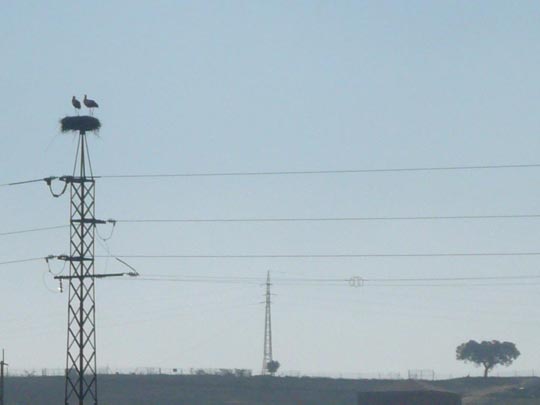  ARACELI SEGARRA _ sin hipoteca 