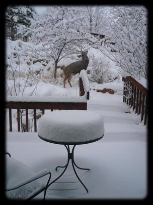  ARACELI SEGARRA _ sobrevivir 