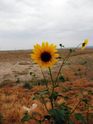  ARACELI SEGARRA _ soledad amarilla 