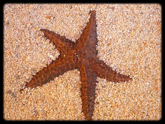  ARACELI SEGARRA _ star 