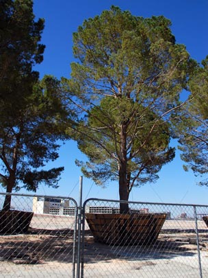  ARACELI SEGARRA _ superbonsai 