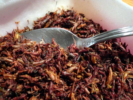  ARACELI SEGARRA _ tapita de saltamonte 