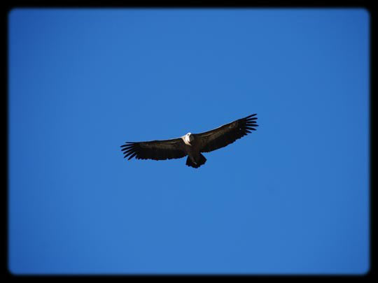  ARACELI SEGARRA _ te observo 