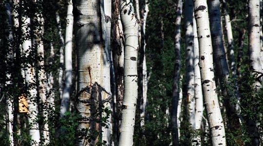  ARACELI SEGARRA _ the forest 