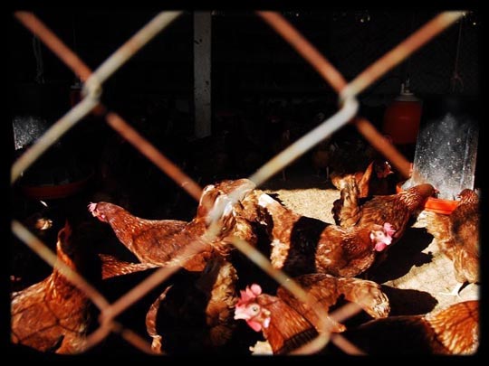  ARACELI SEGARRA _ titas 