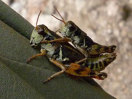  ARACELI SEGARRA _ transporte ecológico 