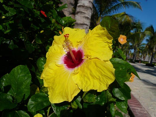  ARACELI SEGARRA _ trempeishon flower 