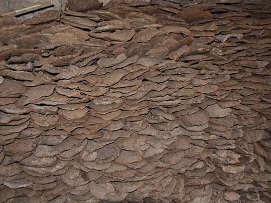  ARACELI SEGARRA _ un montón de caca (de yac) 