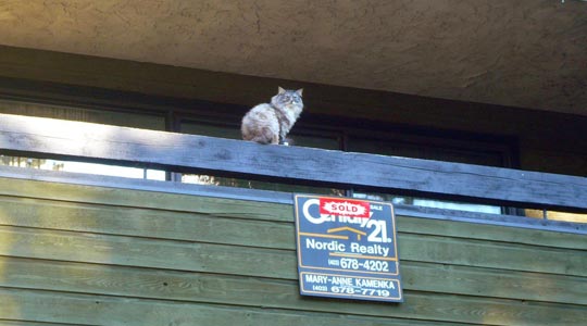 ARACELI SEGARRA _ bienvenido 
