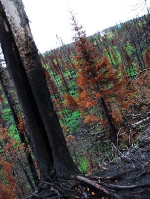  ARACELI SEGARRA _ verde sobre negro 