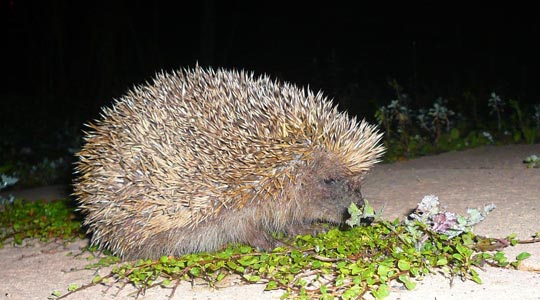  ARACELI SEGARRA _ ¿y lo del puerco? 