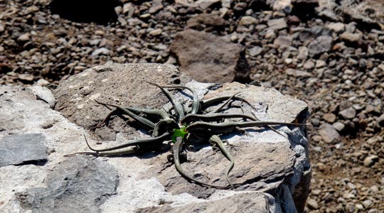  ANA SANCHEZ _ a nadie le amarga un dulce 