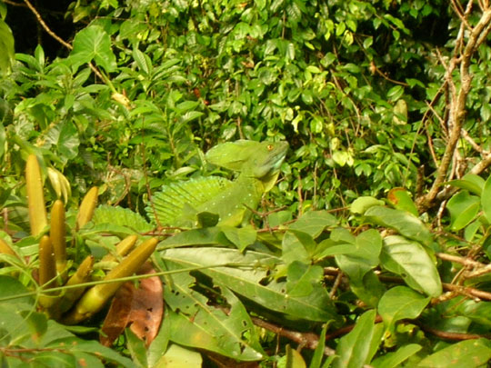  ANA SANCHEZ _ así se pone un basilisco 