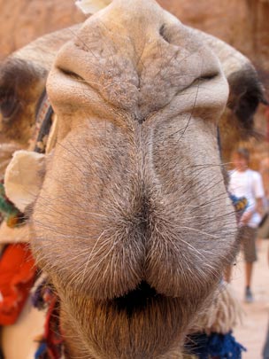  ANA SANCHEZ _ boquita de piñón 