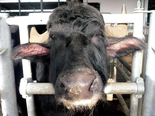  ANA SANCHEZ _ búfala de mozarella 