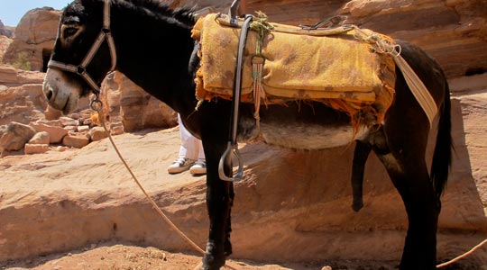  ANA SANCHEZ _ burrada 