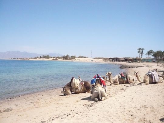  ANA SANCHEZ _ camel light 