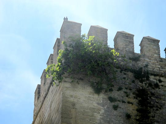  ANA SANCHEZ _ dos tortolitos 