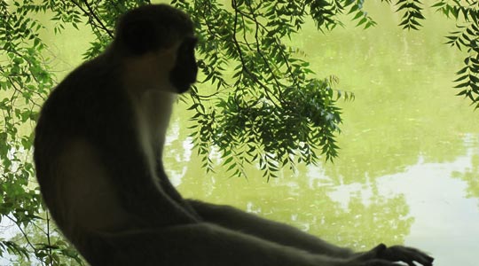  ANA SANCHEZ _ el último mono 