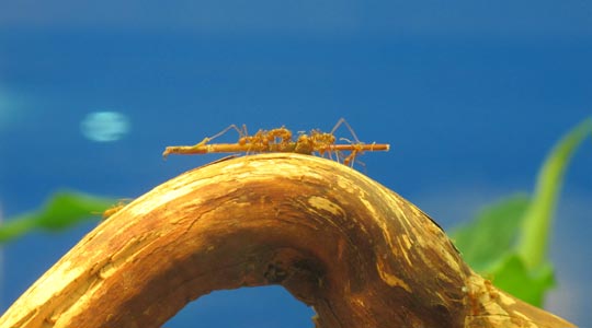  ANA SANCHEZ _ les dio palo 