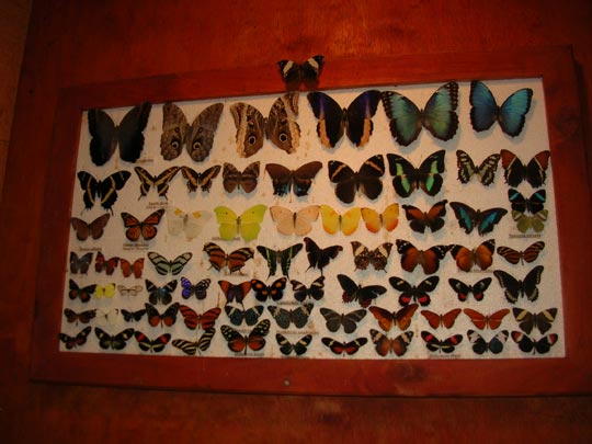  ANA SANCHEZ _ mariposa desencuadrada 