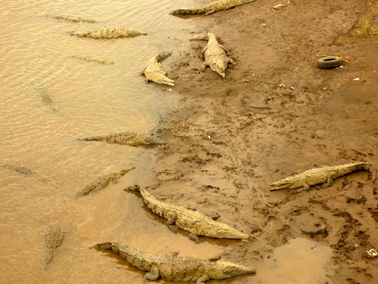  ANA SANCHEZ _ qué marrón 