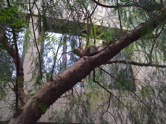  ANA SANCHEZ _ se fue por las ramas 